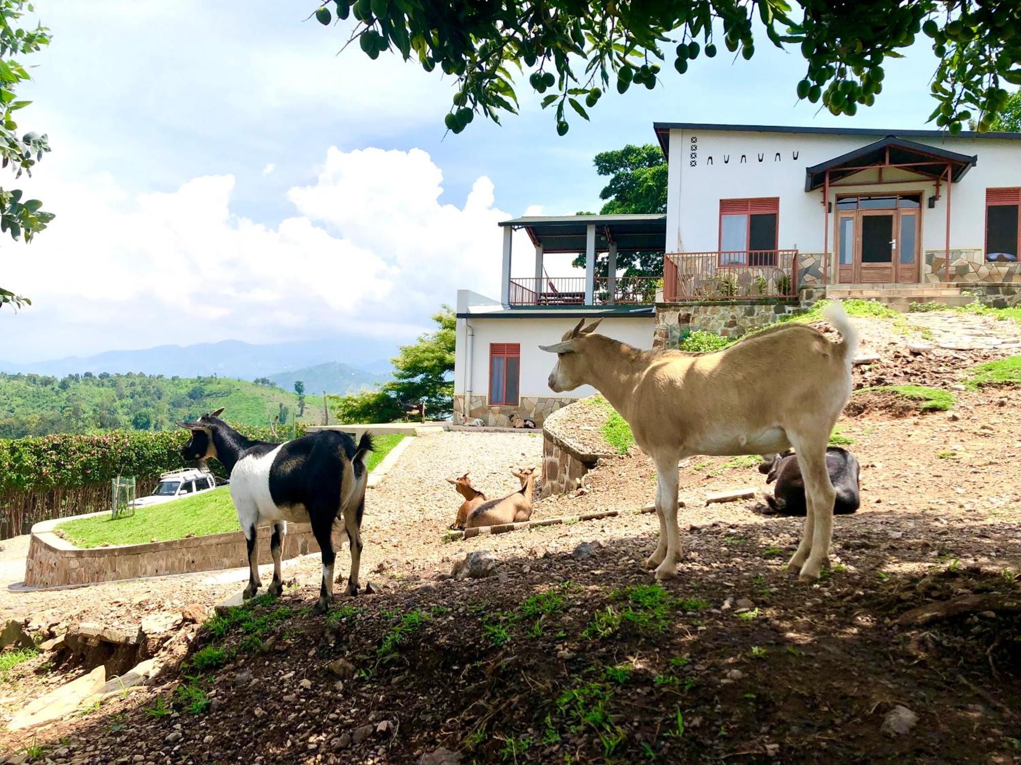 Amazi Land Home And Farm Stay Kibuye Exterior foto